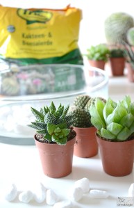 succulents - annablogie