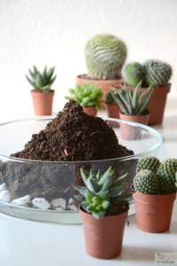 succulents - annablogie