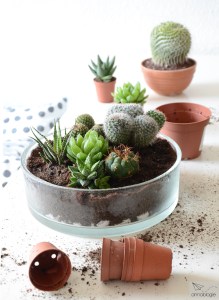 succulents - annablogie