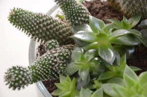 Sukkulenten vermehren