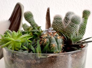 Sukkulenten vermehren