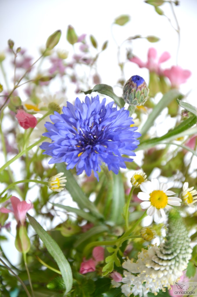 Strauss innovation - annablogie