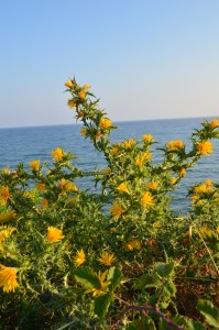 Korfu 2014 - annablogie