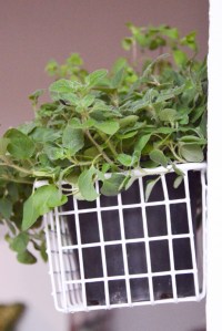 Drahtkorb mit Kräutern_Detail