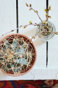 Detailaufnahme Kaktus