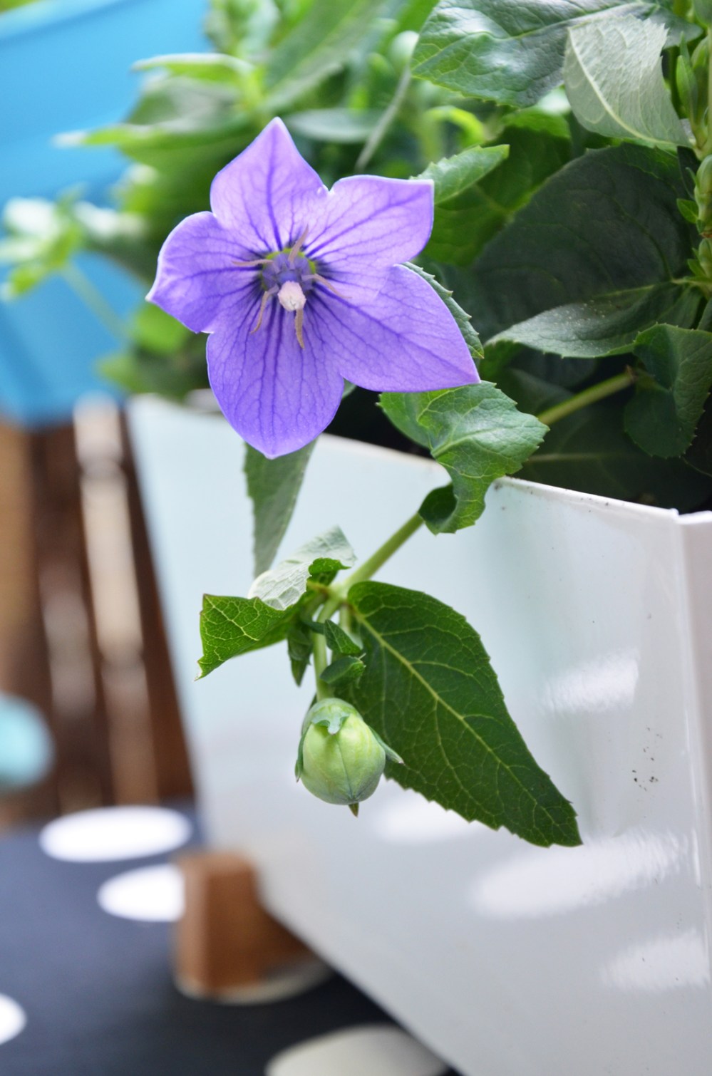 Balkon Blumendetail - annablogie