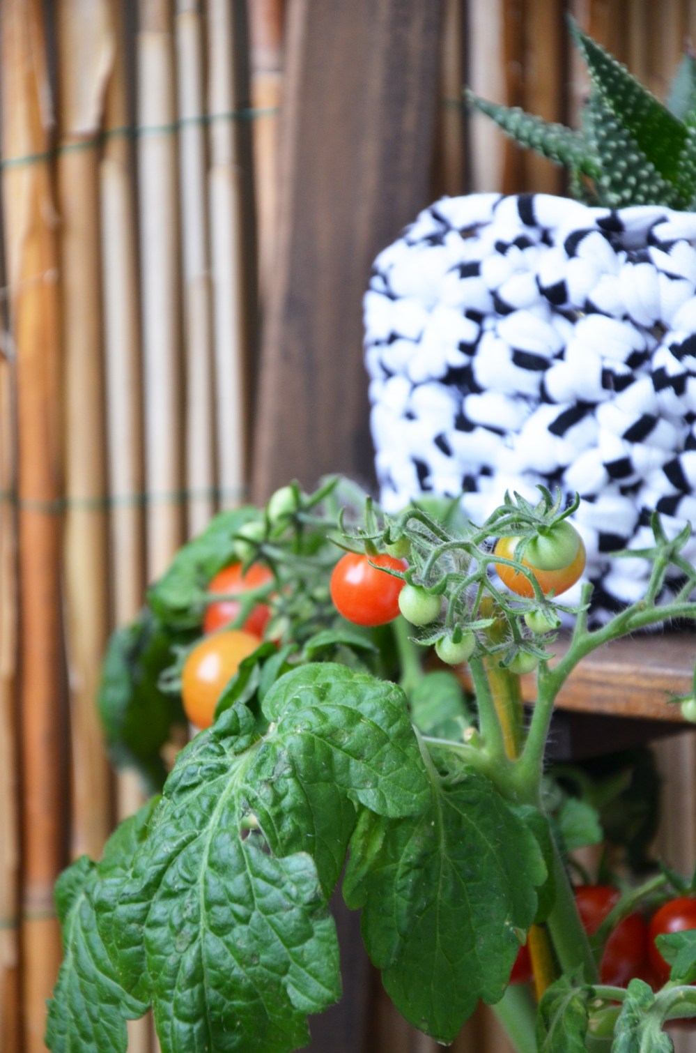 Balkon Tomate - annablogie