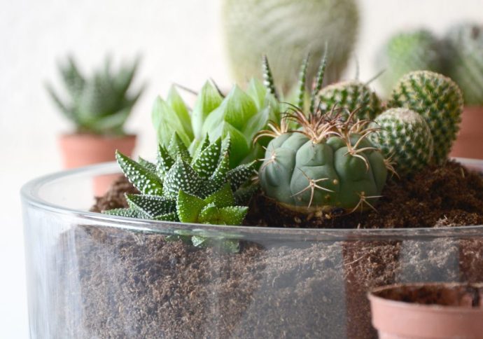 Kakteen und Sukkulenten pflanzen und pflegen