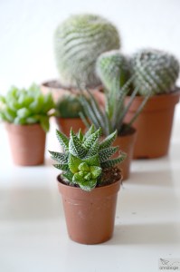 Kakteen und Sukkulenten pflanzen und pflegen