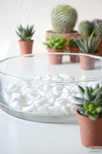 Kakteen und Sukkulenten pflanzen und pflegen