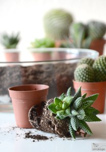 Kakteen und Sukkulenten pflanzen und pflegen