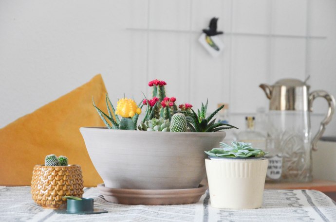 DIY: Eigenen Kakteen-Garten anlegen
