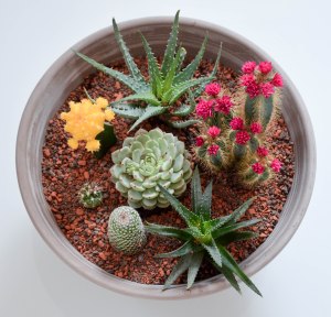 DIY: Eigenen Kakteen-Garten anlegen