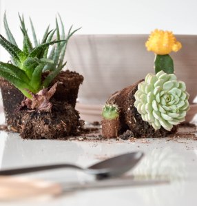 DIY: Eigenen Kakteen-Garten anlegen