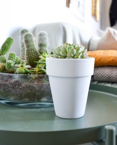 DIY: Eigenen Kakteen-Garten anlegen